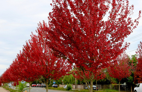 acer rubrum redpointe 16 