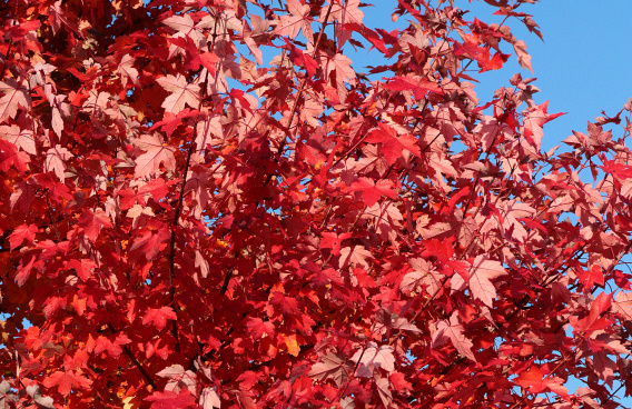 acer rubrum redpointe 23 2016 10 20