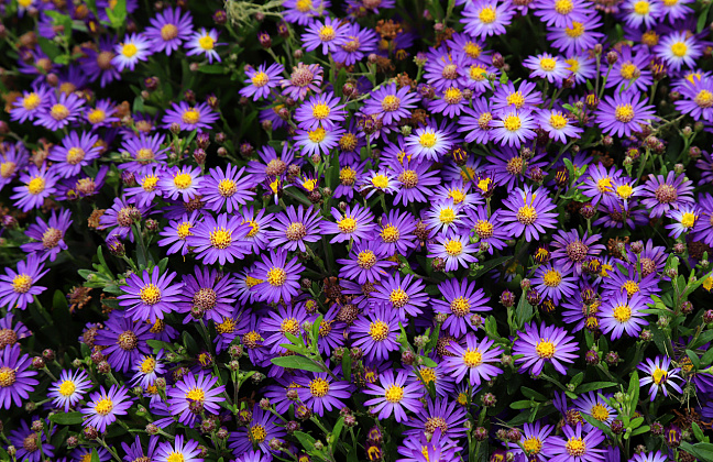 aster agaratoides castor bococas 4 