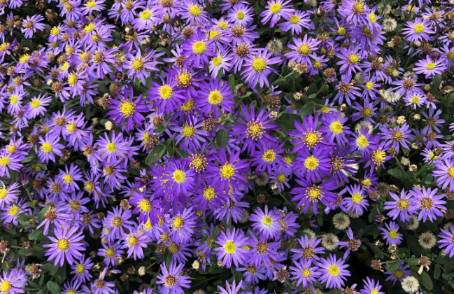 aster ageratoides bococas castor 1902 01 10 tak in een vak pollux