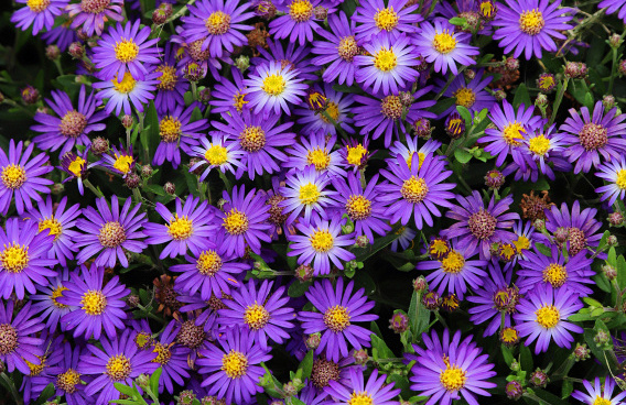 aster ageratoides castor bococas 14 