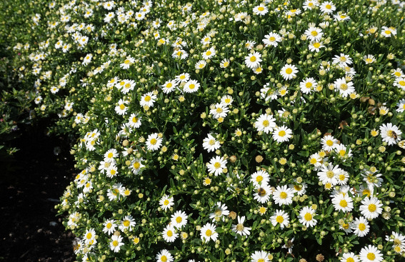 aster ageratoides polaris bocopola 04 
