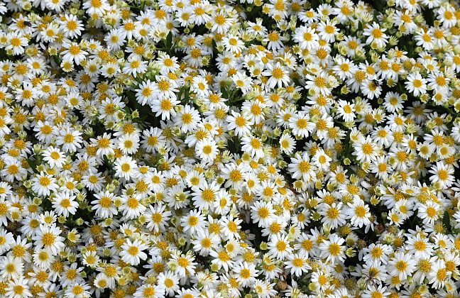 aster ageratoides polaris bocopola 18 