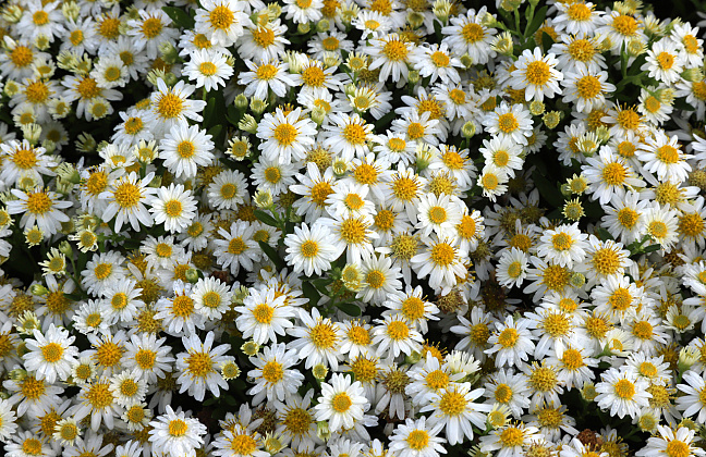 aster ageratoides polaris bocopola 19 
