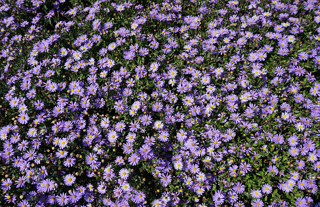 aster ageratoides pollux bocopollu 04 