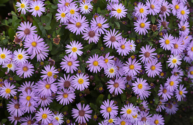 aster ageratoides pollux bocopollu 07 