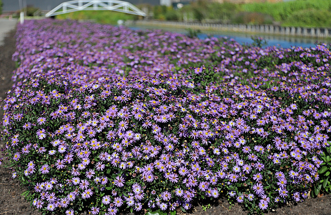 aster ageratoides pollux bocopollu 14 
