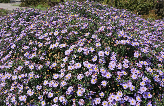 aster ageratoides sirius bocosir 03 