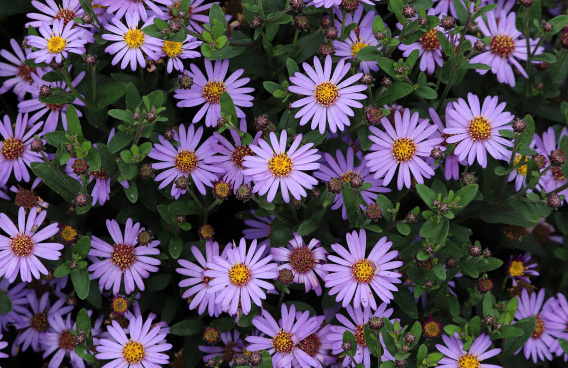 aster ageratoides sirius bocosir 07 