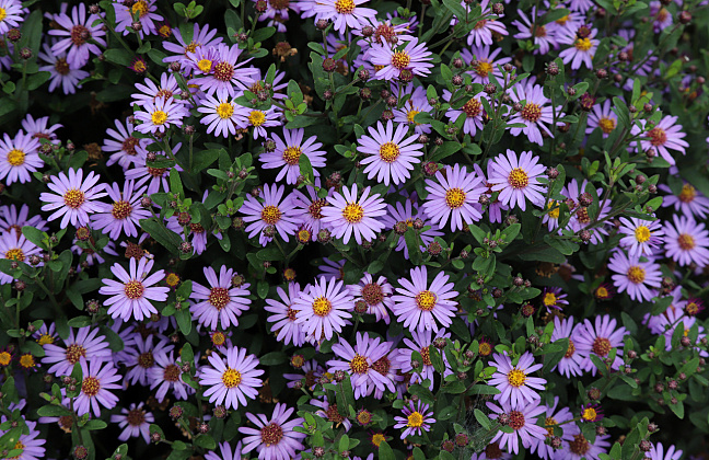 aster ageratoides sirius bocosir 08 
