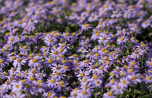 aster ageratoides sirius bocosir 77522 