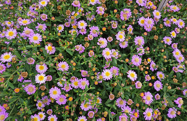 aster ageratoides bocospi   inflorescences