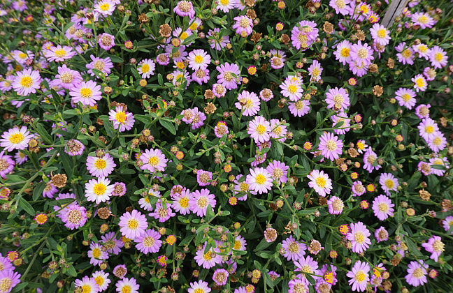 aster ageratoides bocospi 04 