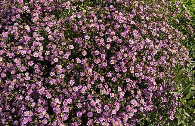 aster ageratoides spica bocospi 09 