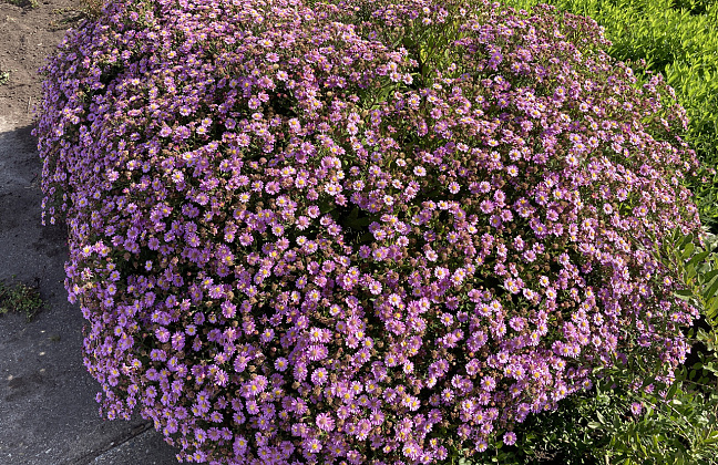 aster ageratoides spica bocospi 10 