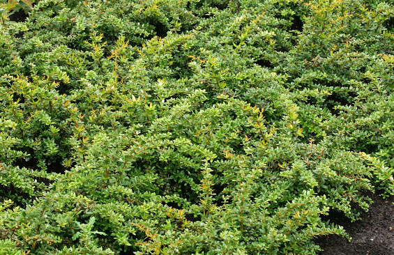 berberis tiny n spiny 01