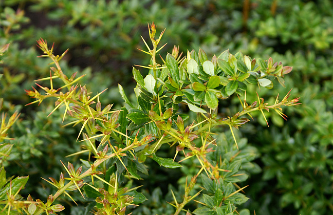 berberis tiny n spiny 04