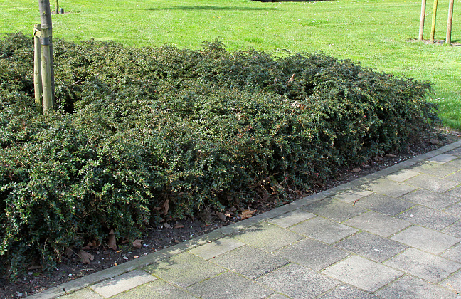 berberis tiny n spiny 09