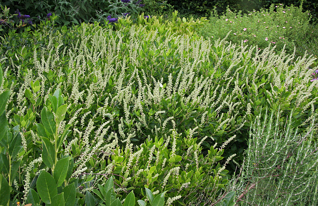 clethra alnifolia white spire darwish 50 