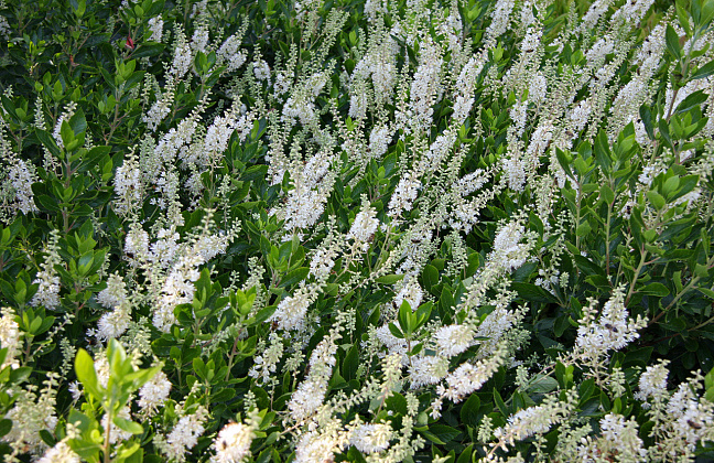 clethra alnifolia white spire darwish 53 