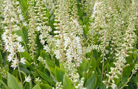 clethra alnifolia white spire darwish 55 