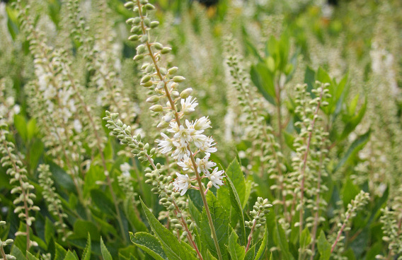 clethra alnifolia white spire darwish 56 