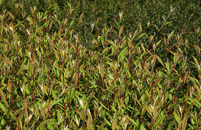 cotoneaster salicifolius willeke 01