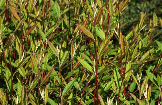 cotoneaster salicifolius willeke 02