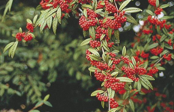 cotoneaster salicifolius willeke darwil 50 