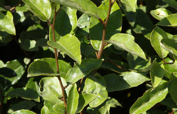 elaeagnus ebbingei green glory bokraglory 0501 01 11 