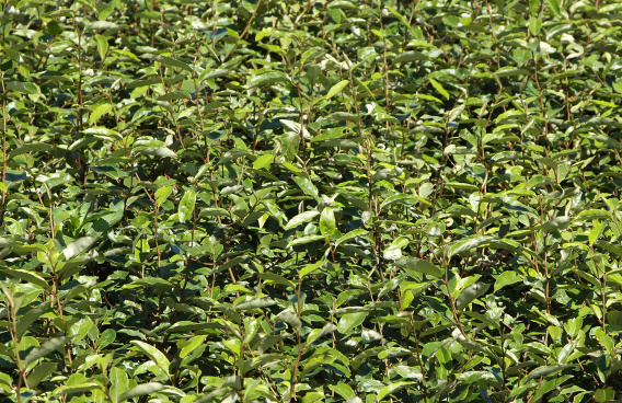 elaeagnus ebbingei green glory bokraglory 0501 01 17 