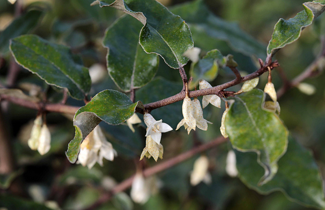 elaeagnus ebbingei green glory bokraglory 0501 01 20 