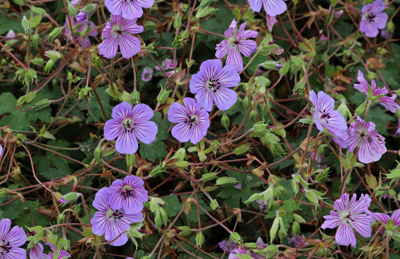 geranium wallichianum joy bocoalsbl 02 