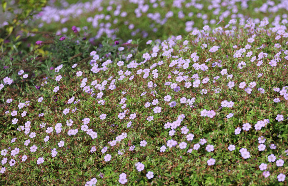 geranium wallichianum joy bokoalsbl 07 
