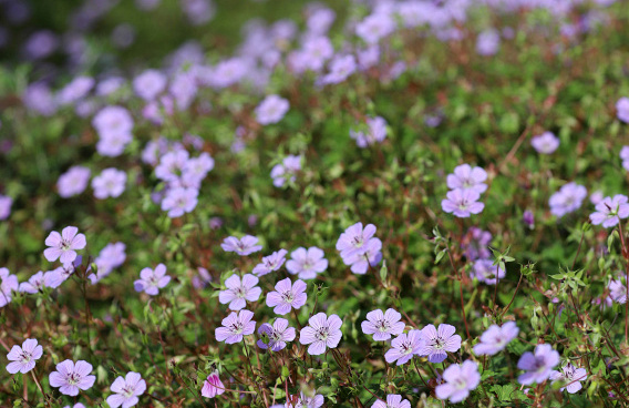 geranium wallichianum joy bokoalsbl 08 
