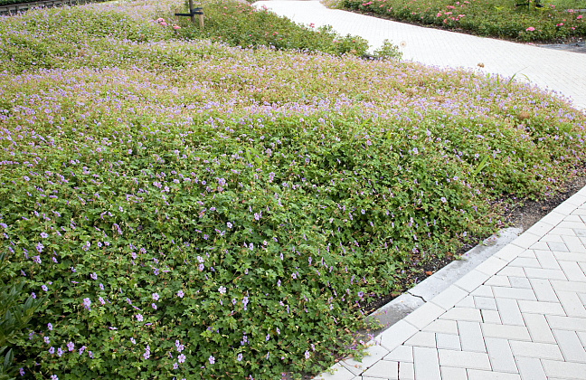 geranium wallichianum joy bokoalsbl 15 