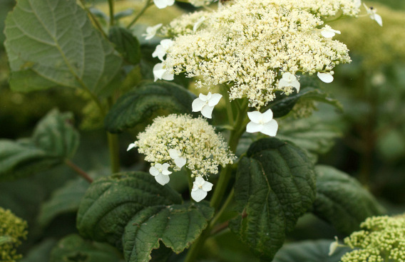hydrangea arborescens white dome dardom 01