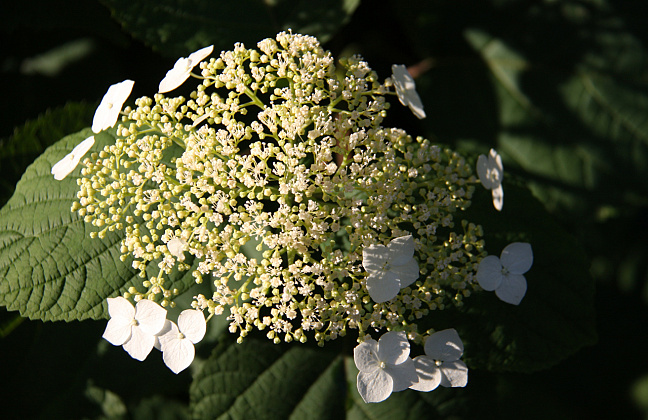 hydrangea arborescens white dome dardom 08