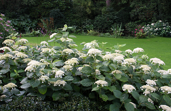hydrangea arborescens white dome dardom 11