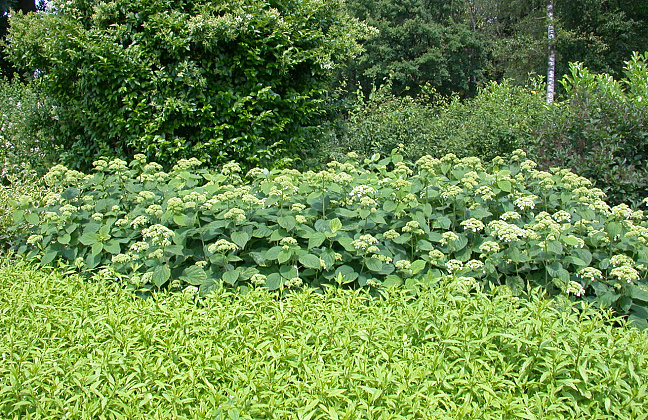 hydrangea arborescens white dome dardom 54 