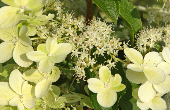 hydrangea paniculata savill lace 012