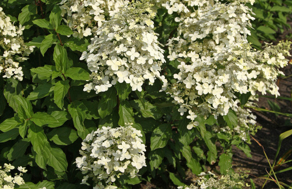 hydrangea paniculata savill lace 03