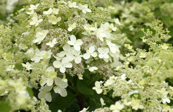 hydrangea paniculata savill lace 21