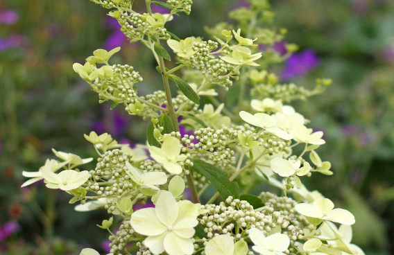hydrangea paniculata savill lace 23