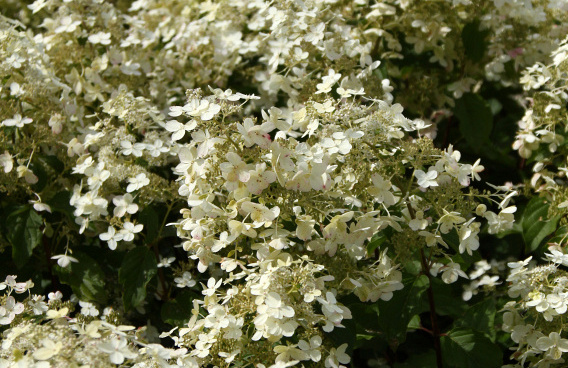 hydrangea paniculata savill lace 24