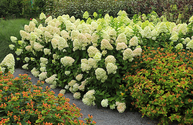 hydrangea paniculata cocktail bokraflame 12 