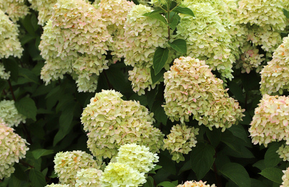 hydrangea paniculata cocktail bokraflame 13 