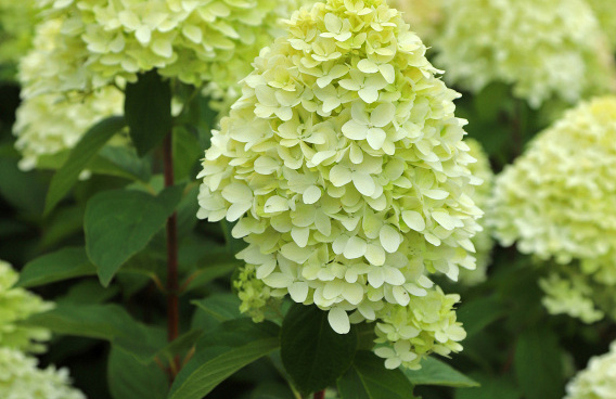 hydrangea paniculata cocktail bokraflame 14 