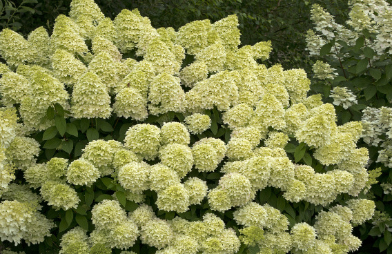 hydrangea paniculata cocktail pap75082