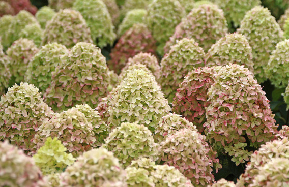 hydrangea paniculata cocktail bokraflame 16